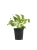 Img (7).webp