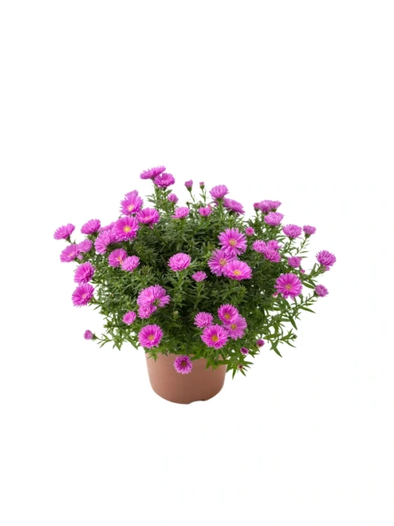 Img (6).webp