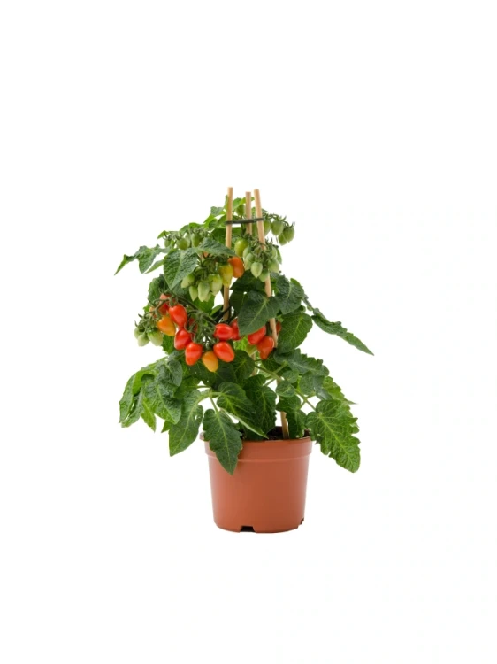 Img (3).webp