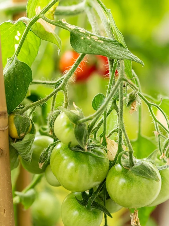 Img (19).webp