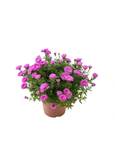 Img (6).webp