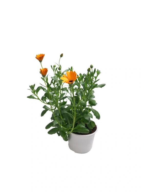 Img (2).webp