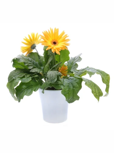 Img (8).webp