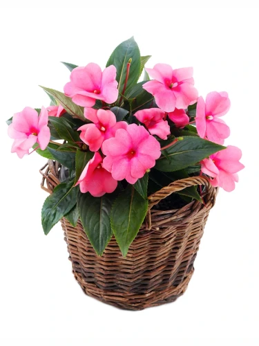 Img (10).webp