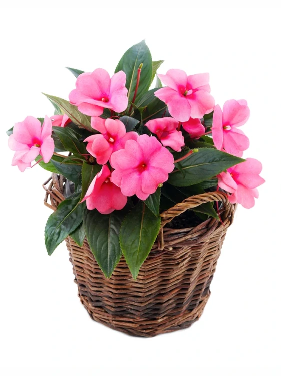 Img (10).webp
