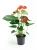 Img (12).webp