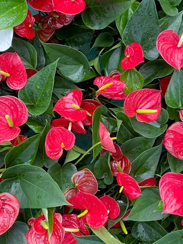 Img (22).webp