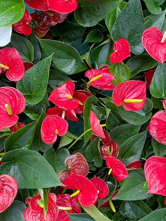 Img (22).webp