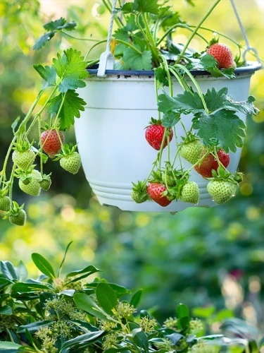 Img (222).webp