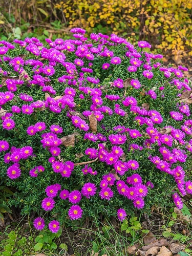 Img (112).webp