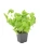bazylia.webp