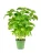 bazylia3.webp