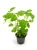 mieta.webp