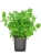 melisa.webp