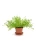 majeranek.webp